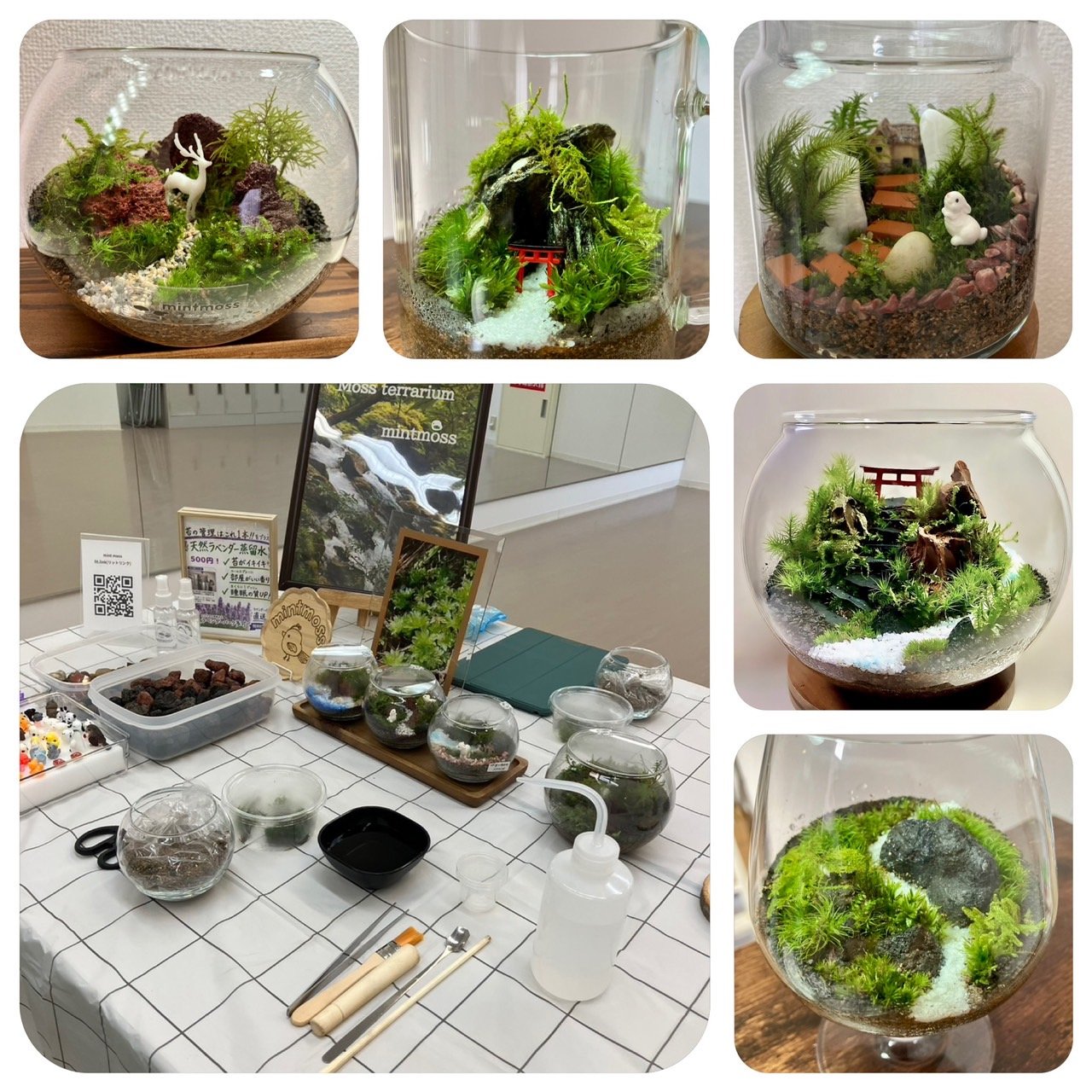 苔テラ　画像②.jpg
