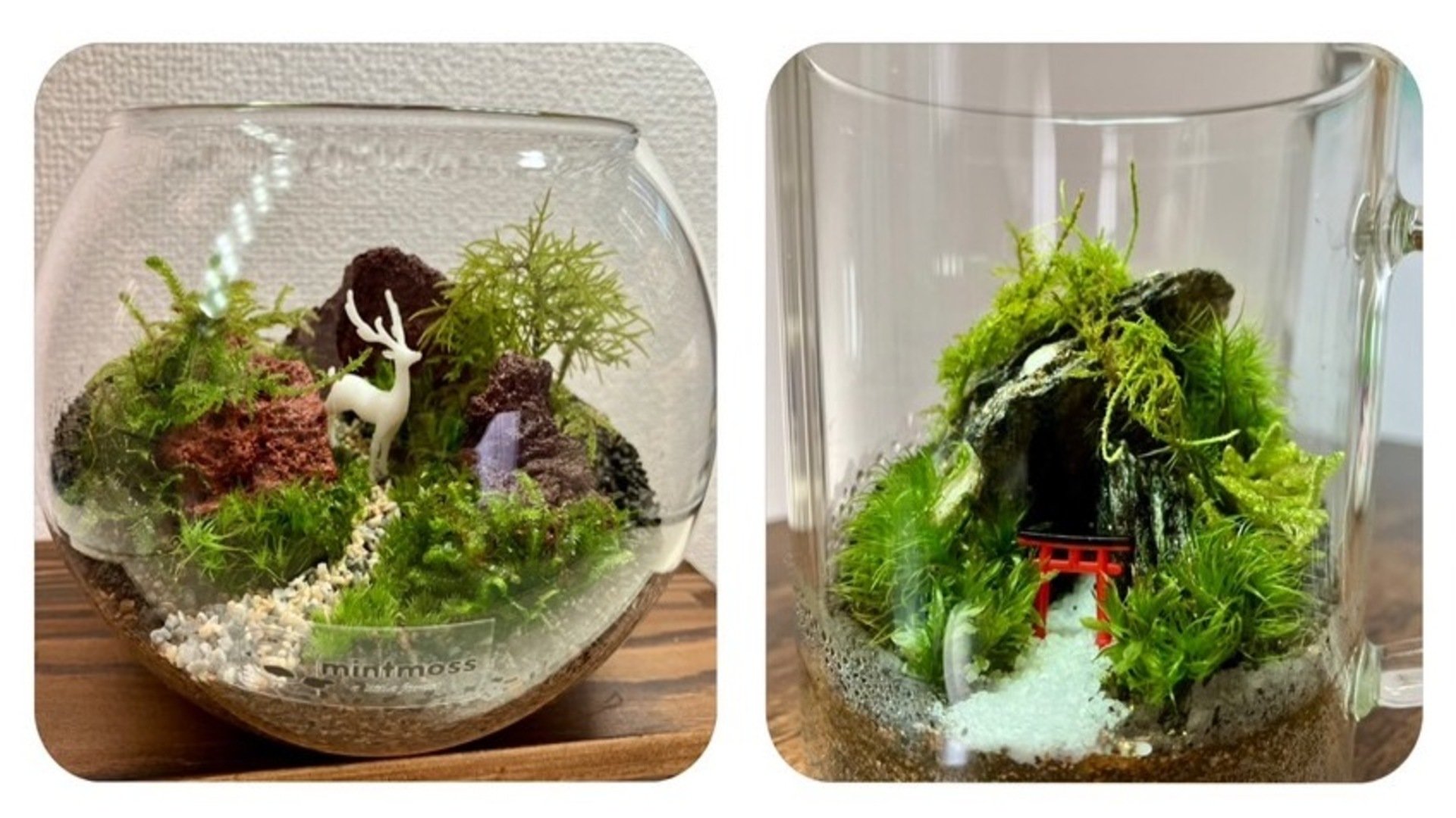 苔テラ　画像①　バナー？.jpg