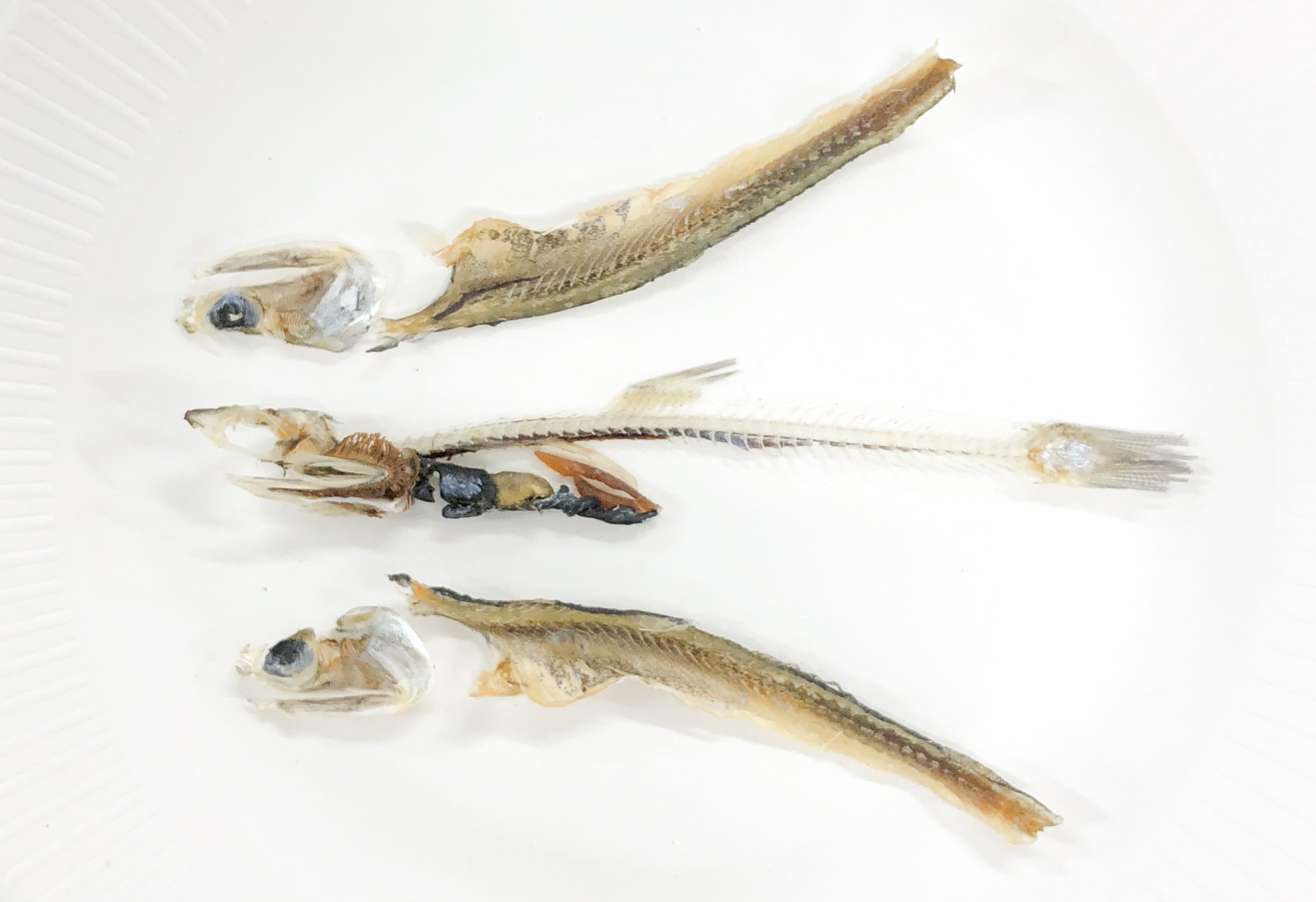 煮干しの解剖教室