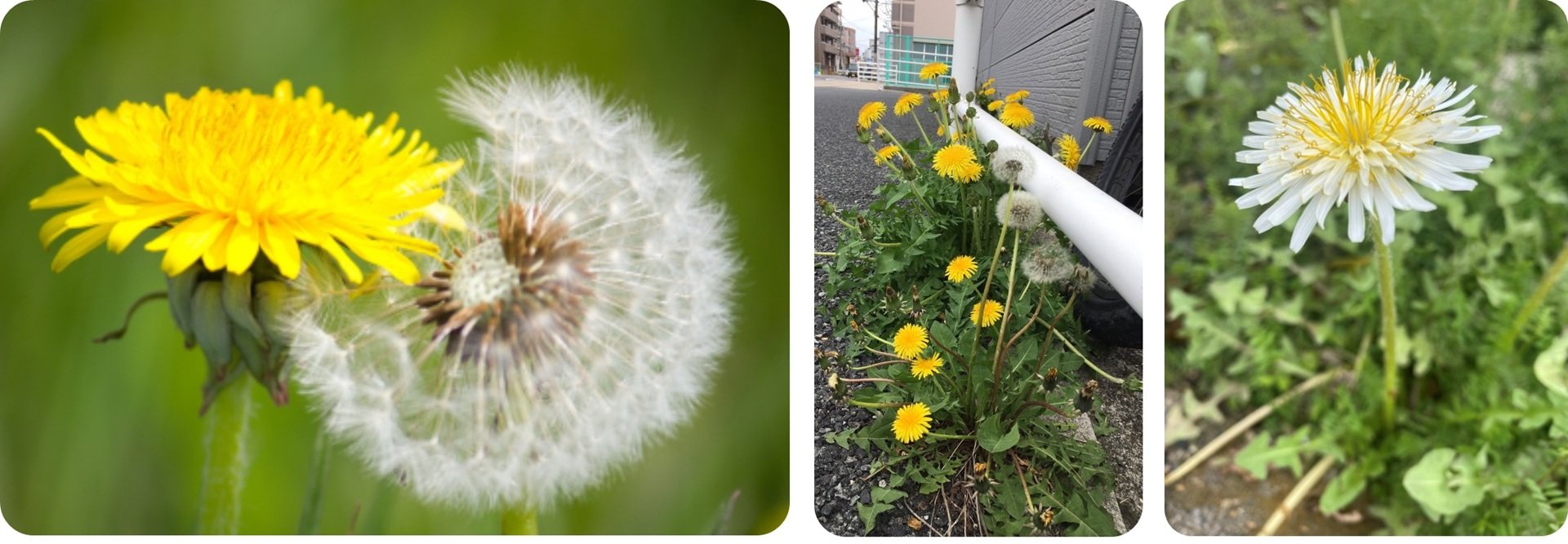 たんぽぽ.jpg