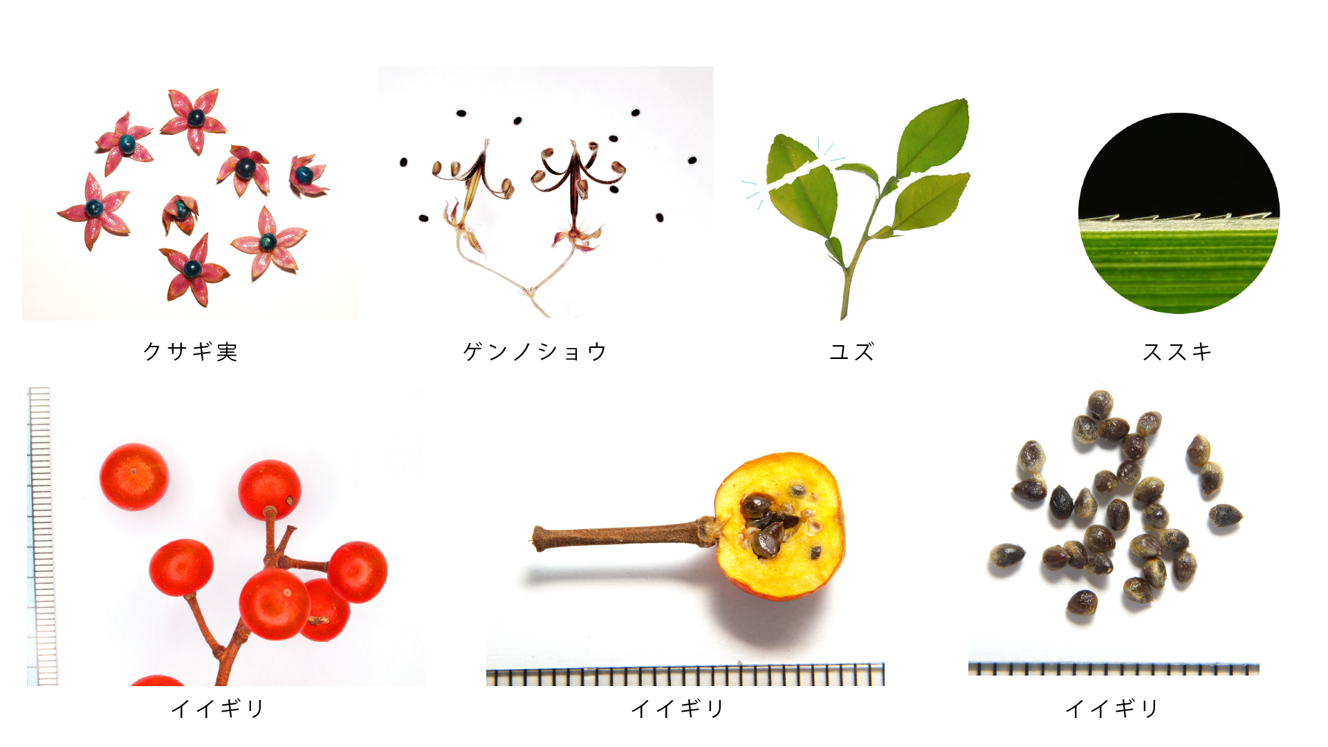 サイエンスカフェ