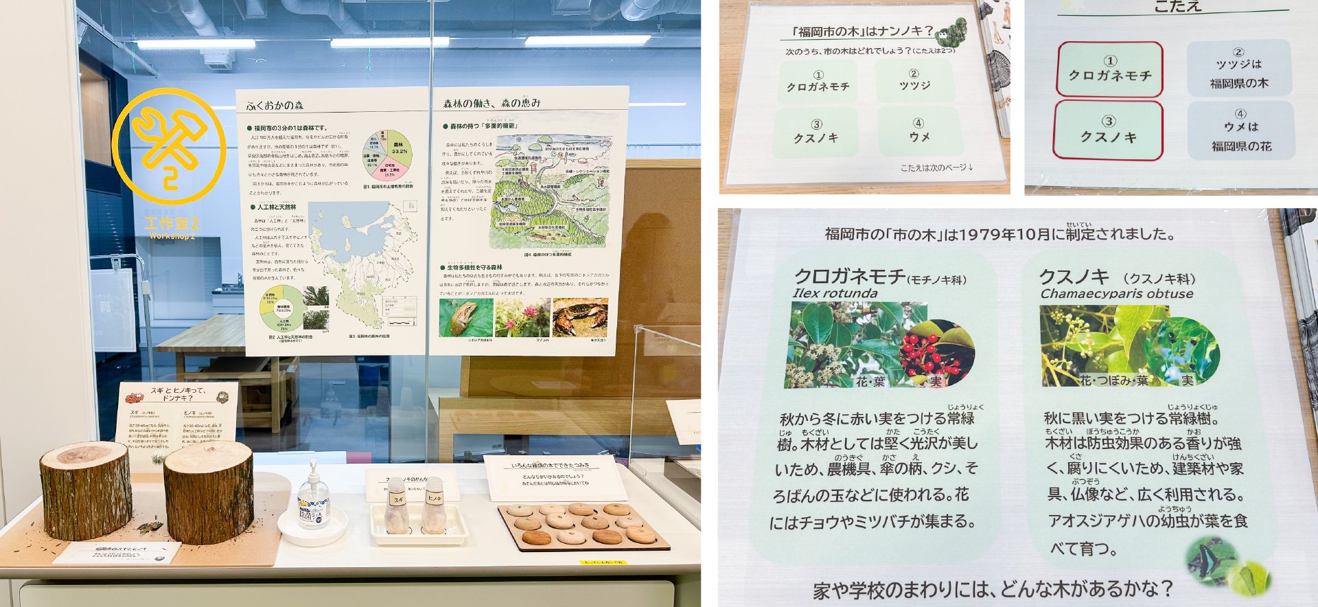コノキナンノキ展示構成