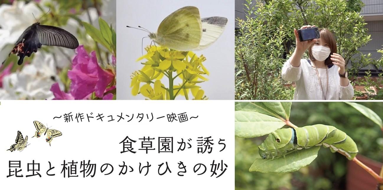 映画「食草園が誘う昆虫と植物のかけひきの妙」.jpg