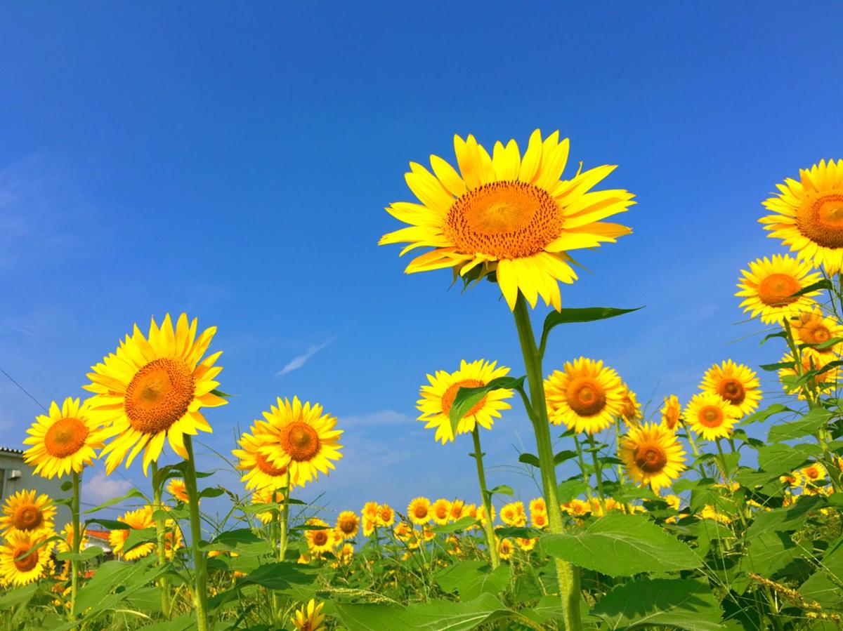 イベント 興味を広げるチャンスがいっぱい 大人もこどもも楽しめる夏のイベントまとめ サイエンスwao 福岡市科学館